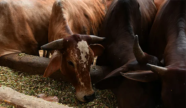 Cows-eating-delhi-gaushala