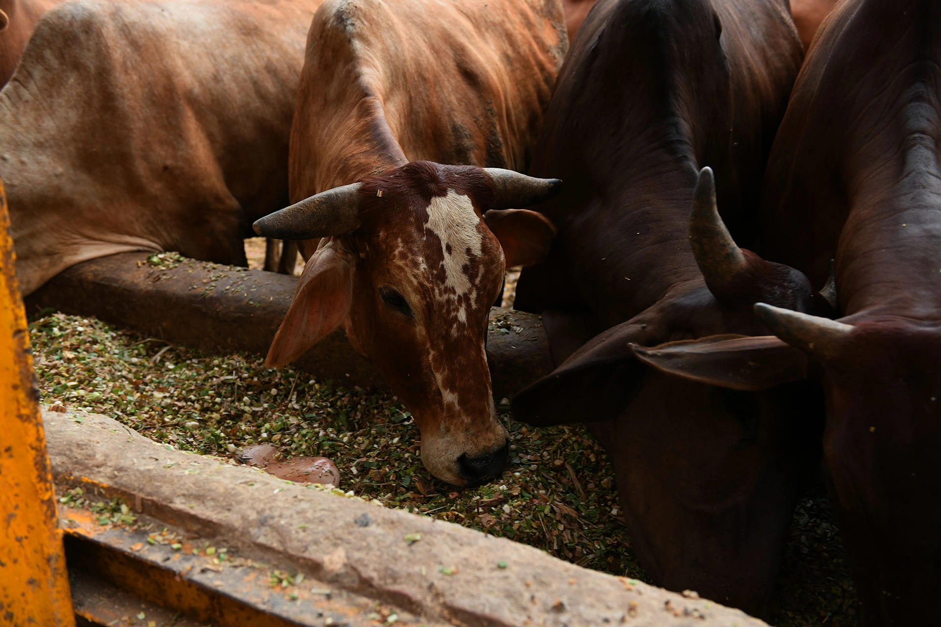Cows-eating-delhi-gaushala