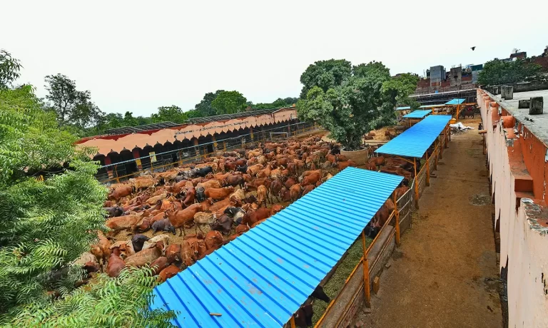 delhi guashala construction donation3