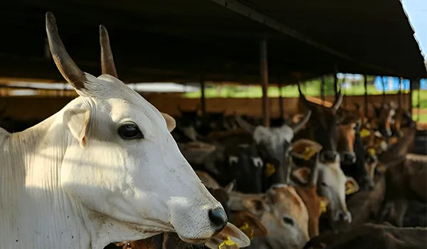gaushala-helping-thousands-of-cows